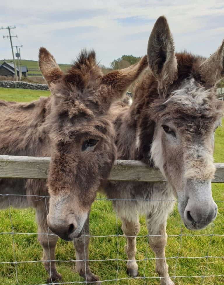 Donkeys at the Famine Cottage