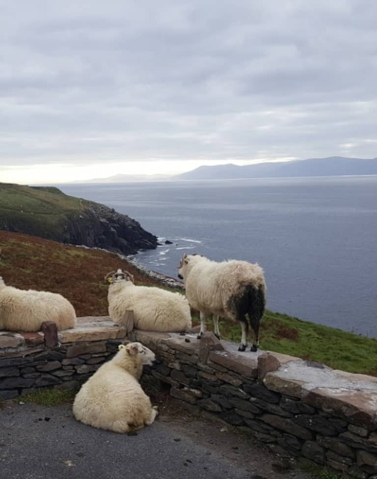 Sheep on Conor Pass