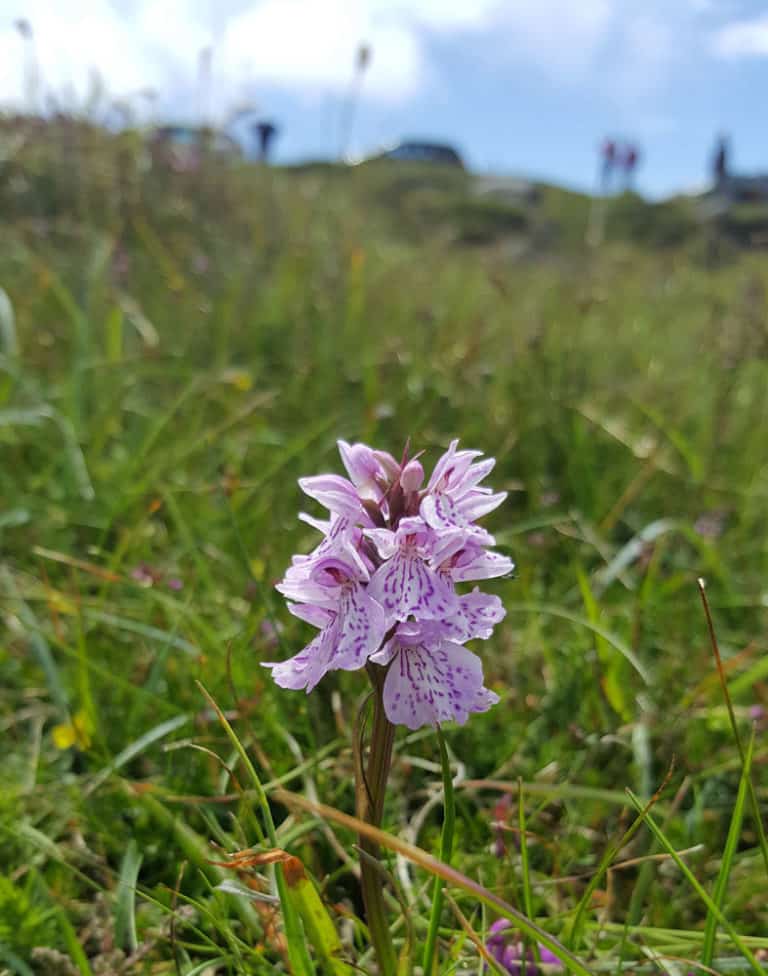 Wild Kerry Orchid