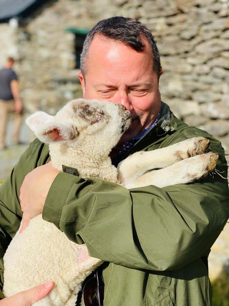 Lambs on the Slea Head / Dingle Peninsula Tour