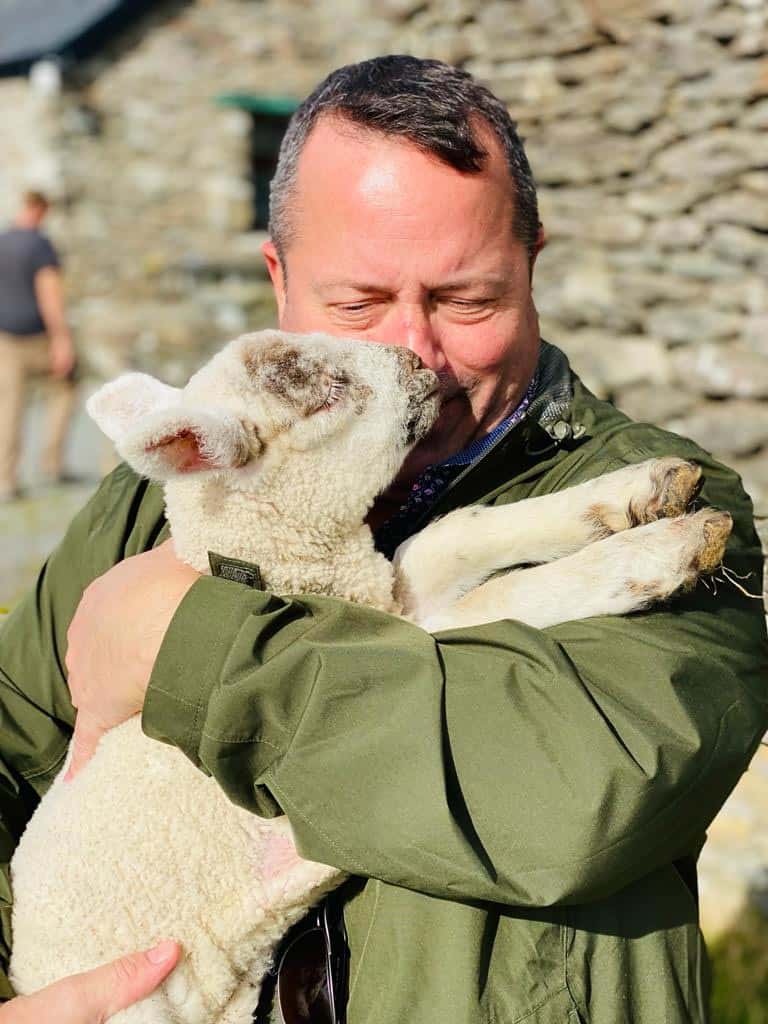 Lambs on the Slea Head / Dingle Peninsula Tour