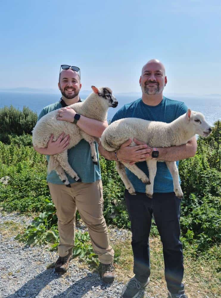 Lambs on the Slea Head / Dingle Peninsula Tour